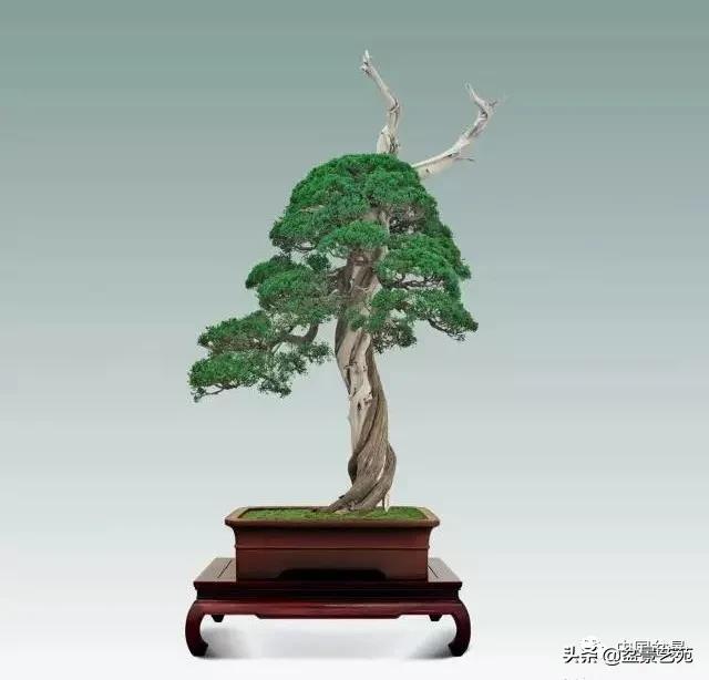 桩景类树种都有哪些,100种常见景观树种