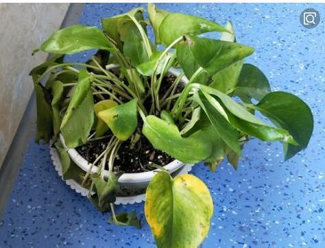 绿萝的叶子不是很绿是什么原因,绿萝的叶子喷什么让它更绿更亮