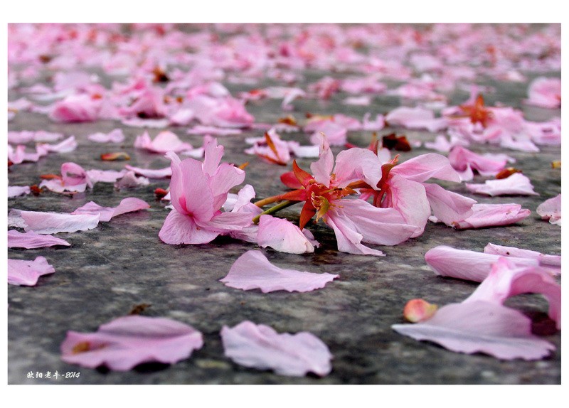 咏花开花落的古诗词,闲听花开花落整首诗