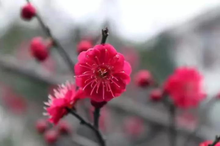 自古咏梅诗词无数，最爱毛主席这句待到山花烂漫时，她在丛中笑