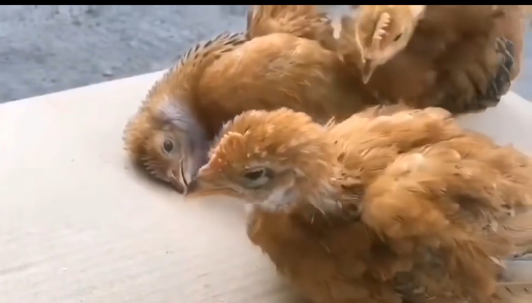 养鸡小窍门：养鸡不生病的中草药就在你的身边，你值得拥有。