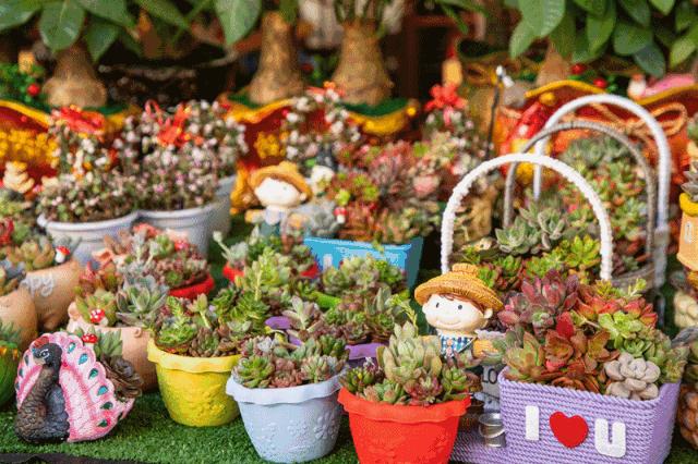 深圳花店有什么花,深圳龙华花店订花送花