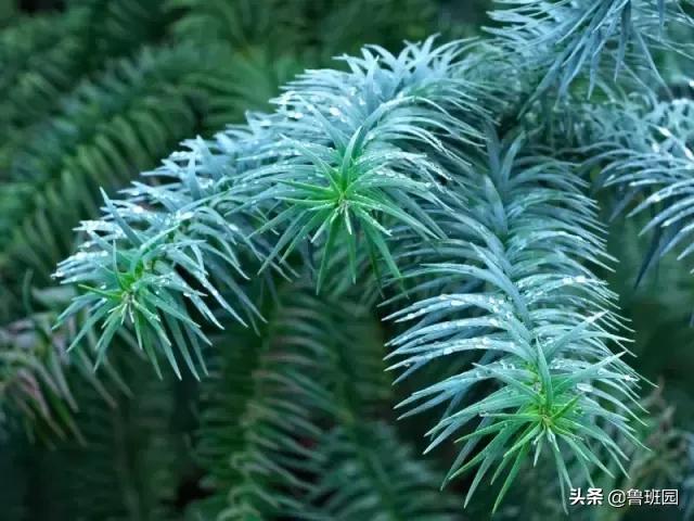 普通雪茄和高级雪茄,普通杉木和香杉木的区别