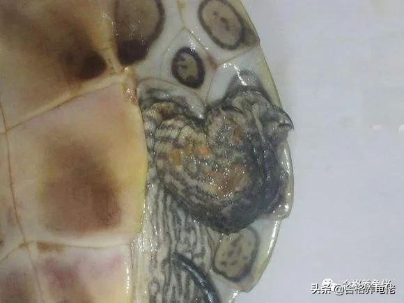 龟的腐皮是什么导致的,龟的腐皮腐甲严重怎么办