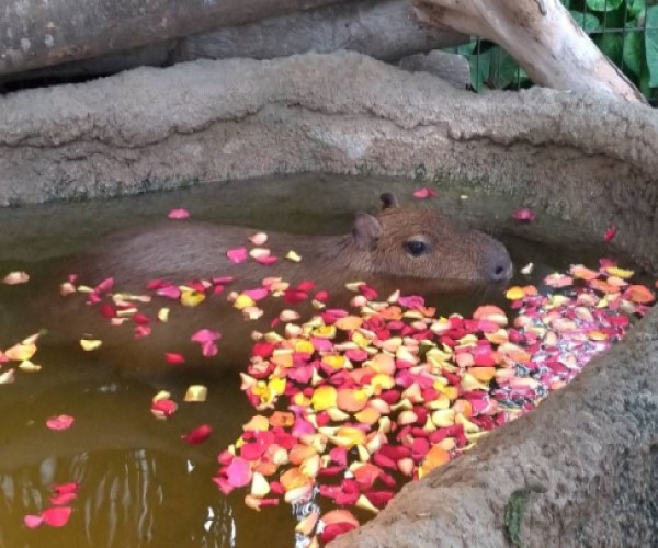 八达岭动物园水豚,动物园水豚热水澡