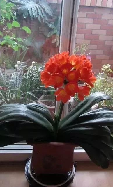 春季给君子兰换盆的正确方法,君子兰有花箭能不能换土换盆