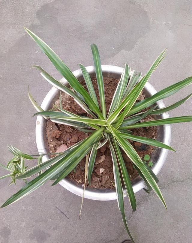 室内吸甲醛最好的10种花,新家养什么花可以除甲醛