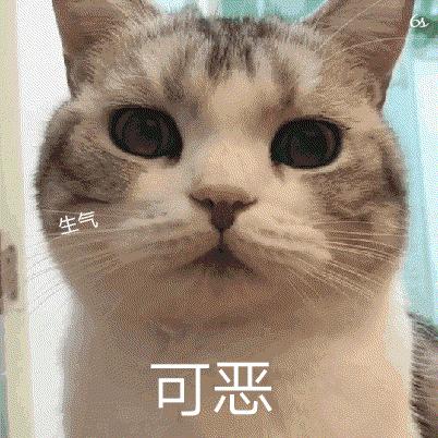 导致猫咪死亡率最高的疾病,猫咪尿道感染是什么原因引起的