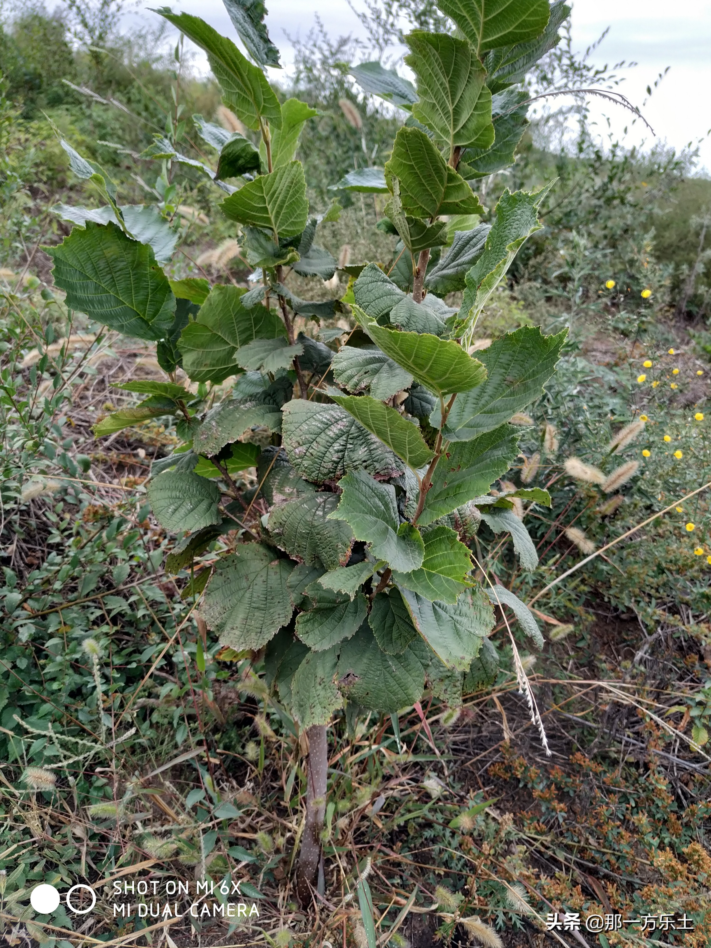 雷大妈榛子园,大榛子园建设