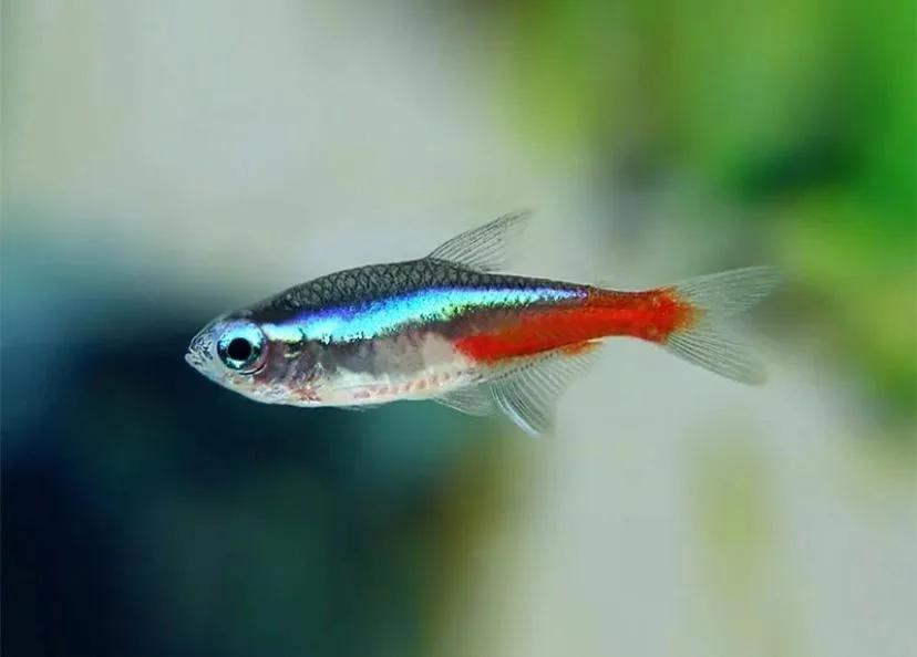 养观赏鱼新手入门教程,新手养观赏鱼养什么鱼好