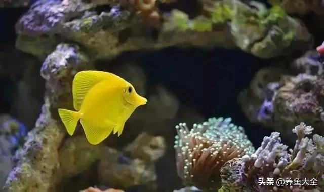 新缸养鱼多久可以建立硝化系统,不养鱼之前如何建立硝化系统