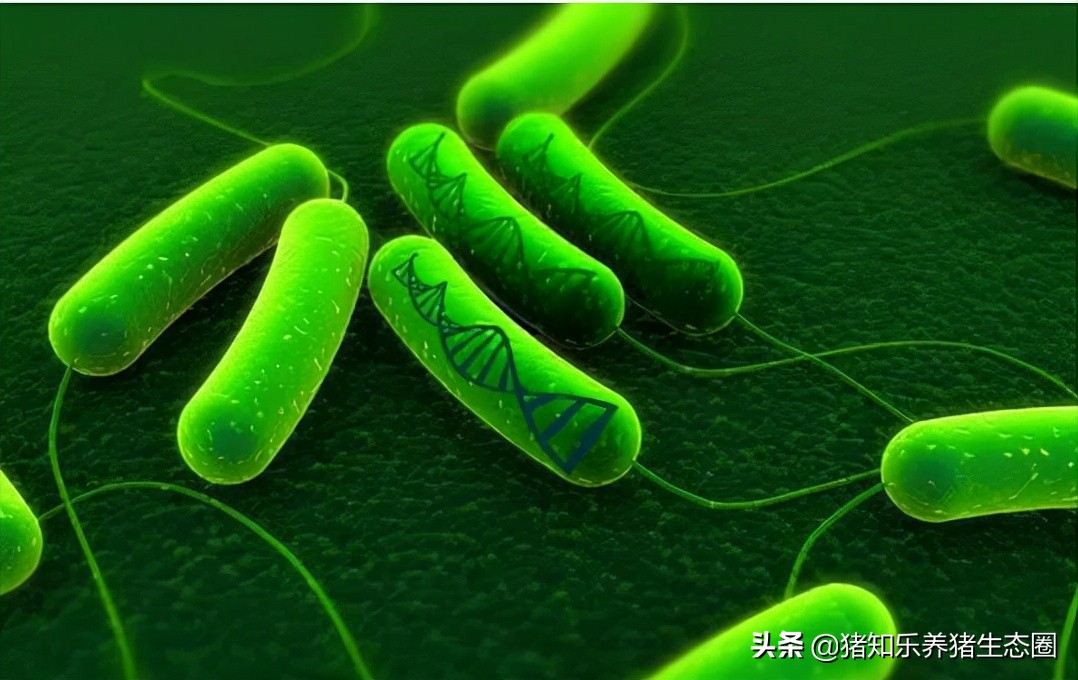 硫酸粘菌素在猪病中如何搭配使用,硫酸粘菌素最佳配伍养猪