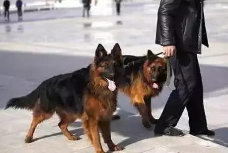 最忠诚又可爱的狗狗十大排名,狗狗忠诚十大排名