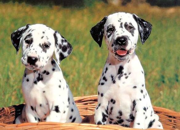 母斑点狗和公斑点狗的哪个颜值高,斑点狗的优缺点及性格