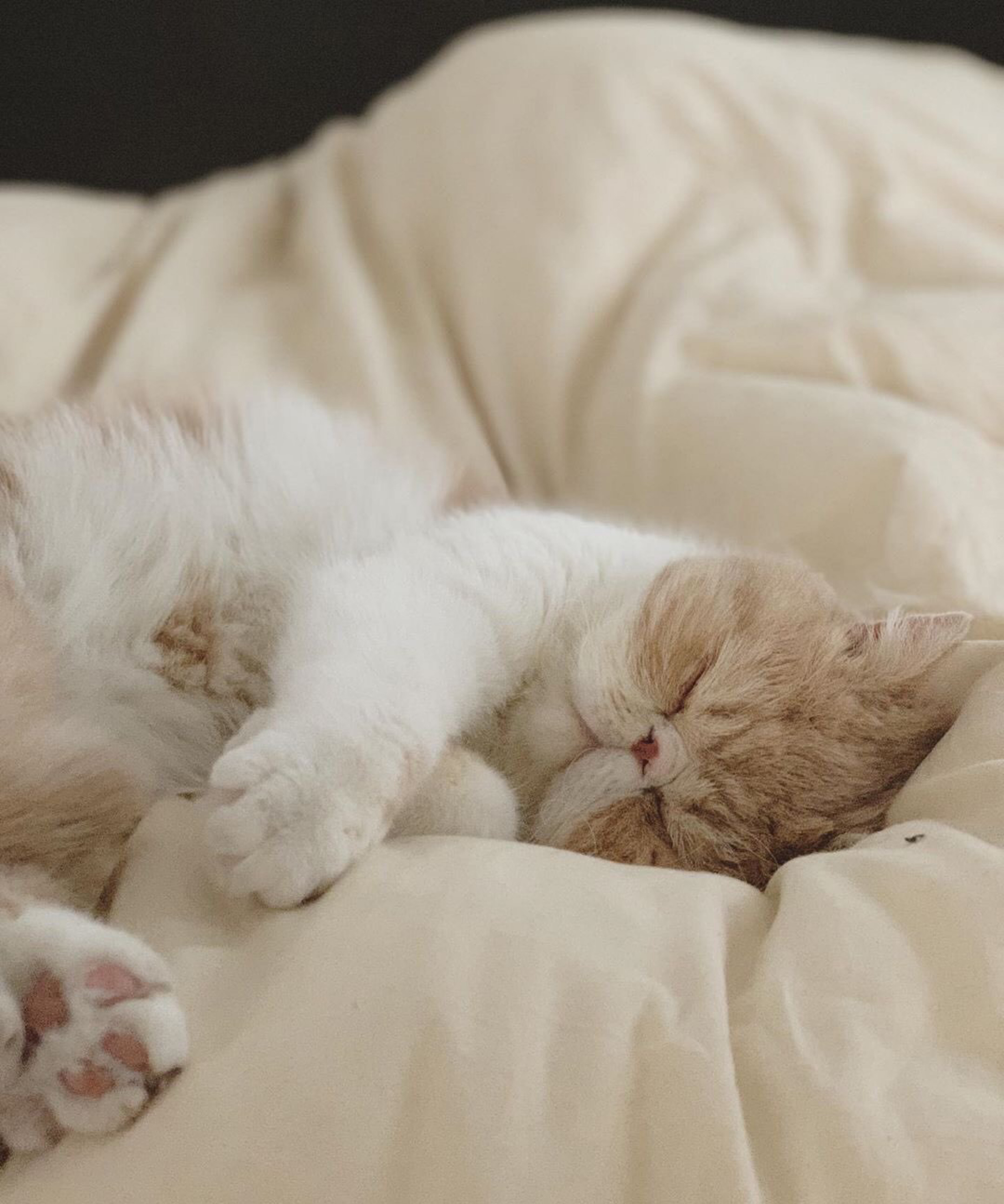 加菲猫和布偶猫更好看,三花加菲猫有多可爱