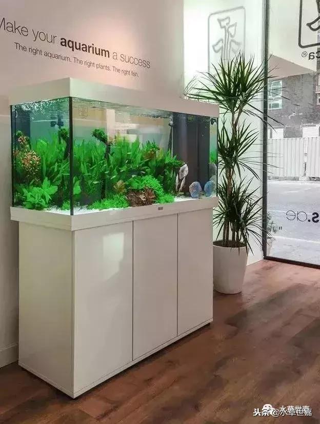 七彩神仙鱼水族箱布景,七彩神仙鱼苗繁殖技术