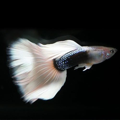 关于孔雀鱼的饲养知识大全,孔雀鱼如何养才能减少死亡率