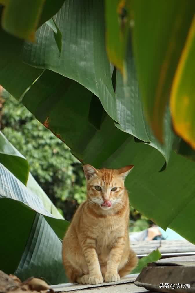 转角遇到猫探店,转角遇到猫打卡