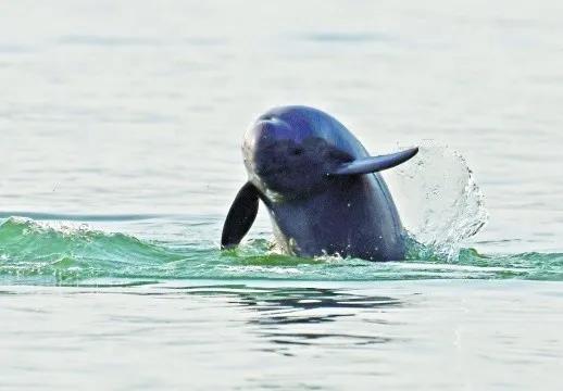 宜昌为何引进长隆,长隆项目都在哪