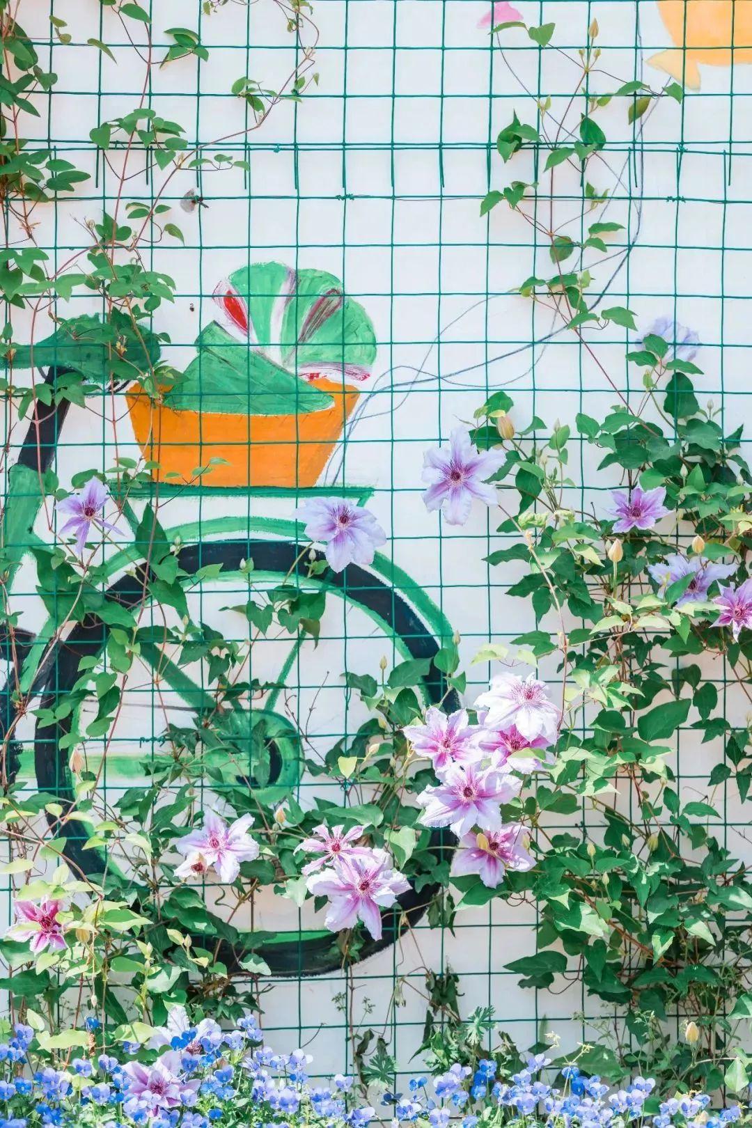 槽糕，是心动的感觉！这个神秘花谷正在悄然绽放！走，去拍照～