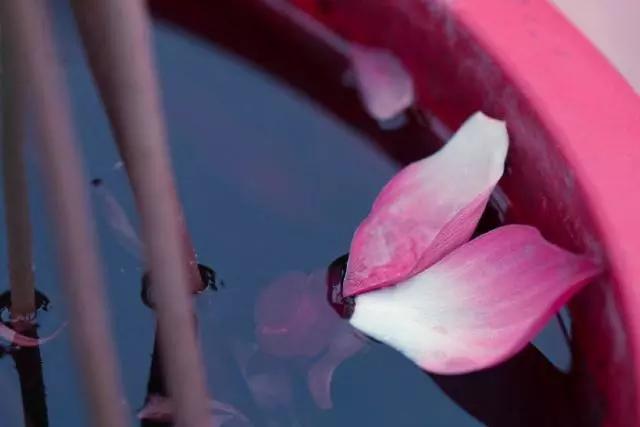 佛语禅心经典句子书法,佛语禅心经典句子及译文