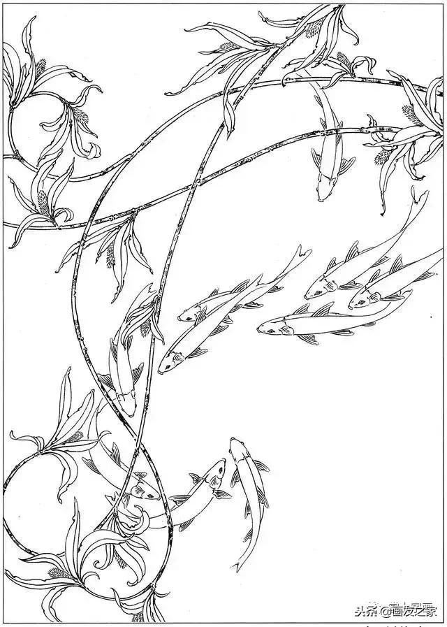 白描荷花鱼线稿图片,白描动物鱼图片大全