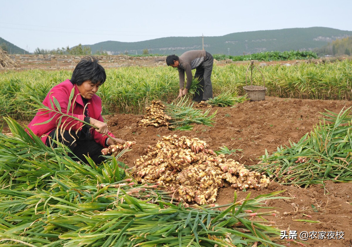 怎样种姜的正确方法全过程,种植姜最快最好的方法