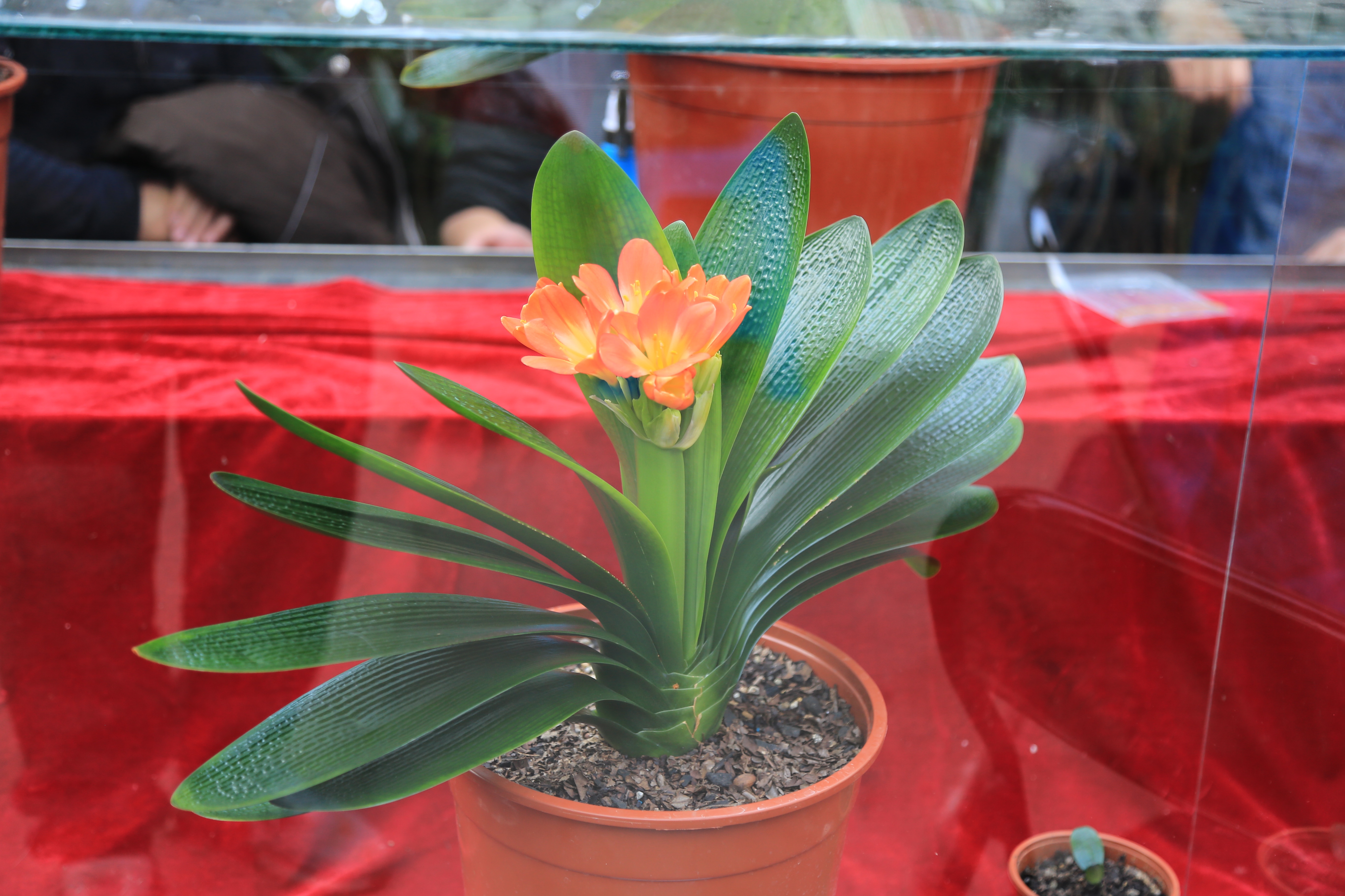 君子兰换盆后能浇营养液吗,君子兰换盆十天了能浇营养液吗