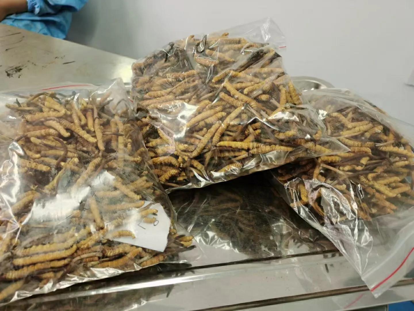 冬虫夏草炖鸡汤放什么材料最好呢,冬虫夏草的最佳吃法虫草炖鸡