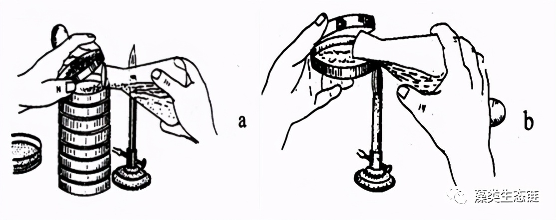藻类培养课程视频教程,海南藻类生态链