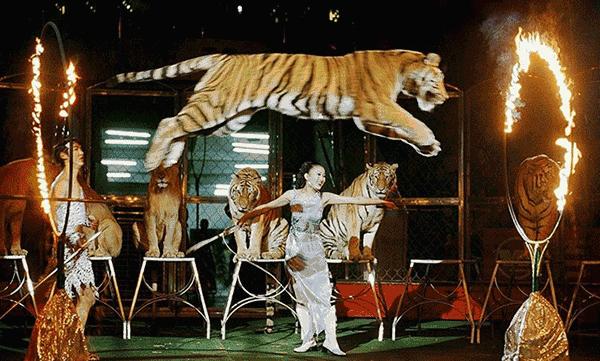 磁铁和硬币有什么玩法,磁铁使硬币立起来原理