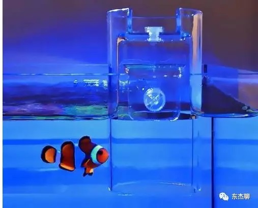海缸营养盐过高可以换水么,海缸营养盐高能养鱼吗