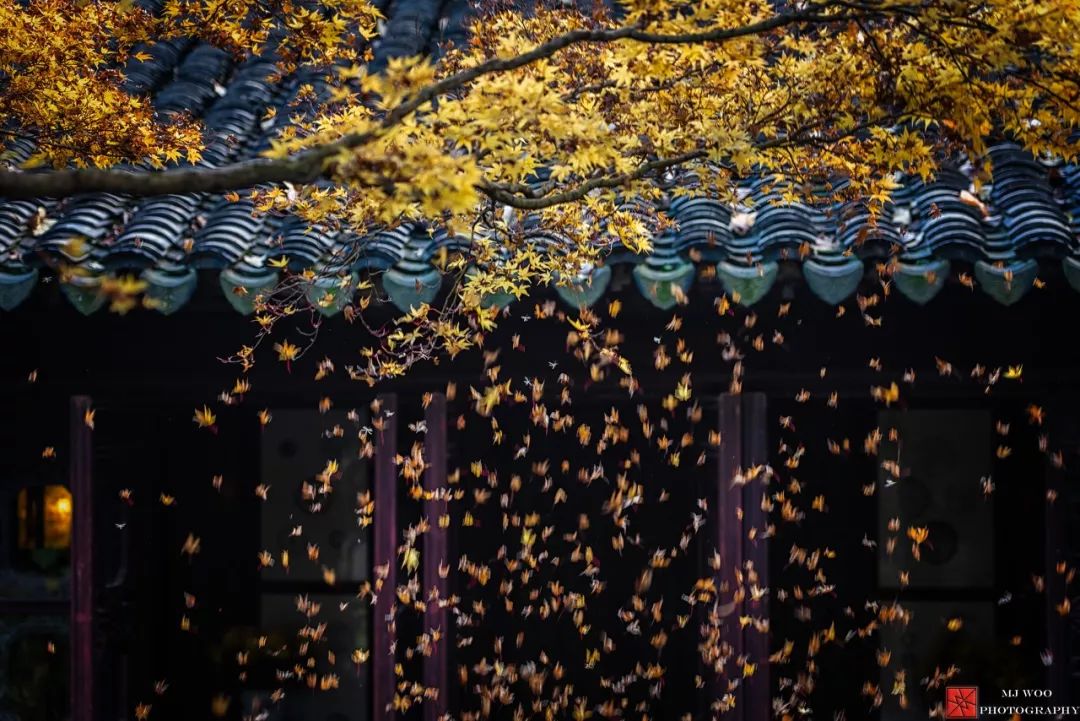 一入秋苏州成姑苏,秋色一入秋苏州就成了姑苏