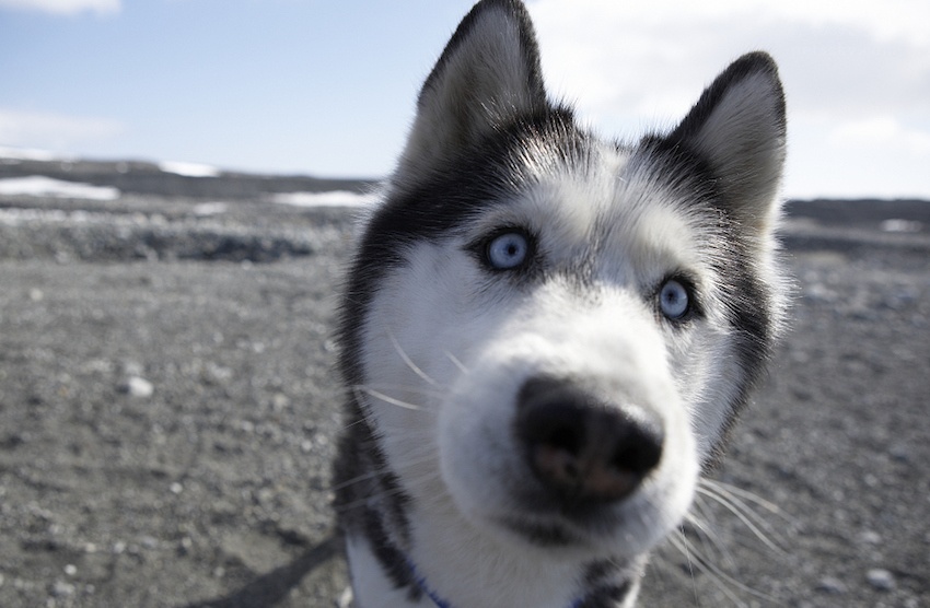 哈士奇救了小镇的10000人…没错，二哈也能当英雄