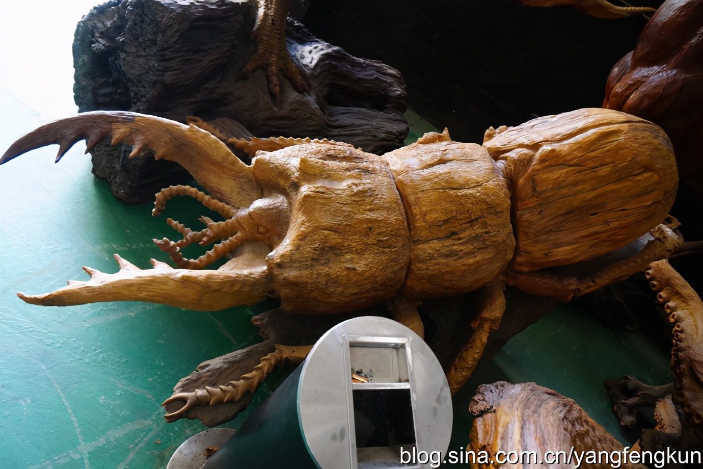 世界上最大的蜗牛介绍,全世界最大的蜗牛