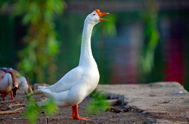 骆宾王最著名的十首诗,骆宾王最出名的十首诗