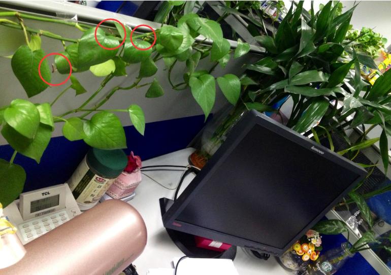 用什么方法能使绿萝快速生根,如何促进绿萝气生根