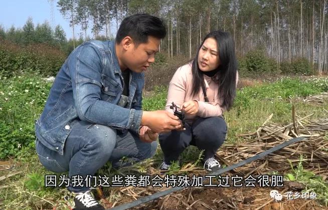 大新养鸽致富项目,养鸽发财致富之路