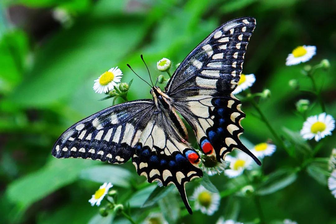 中国的植物多样性保护,全国林草生物多样性保护成就展