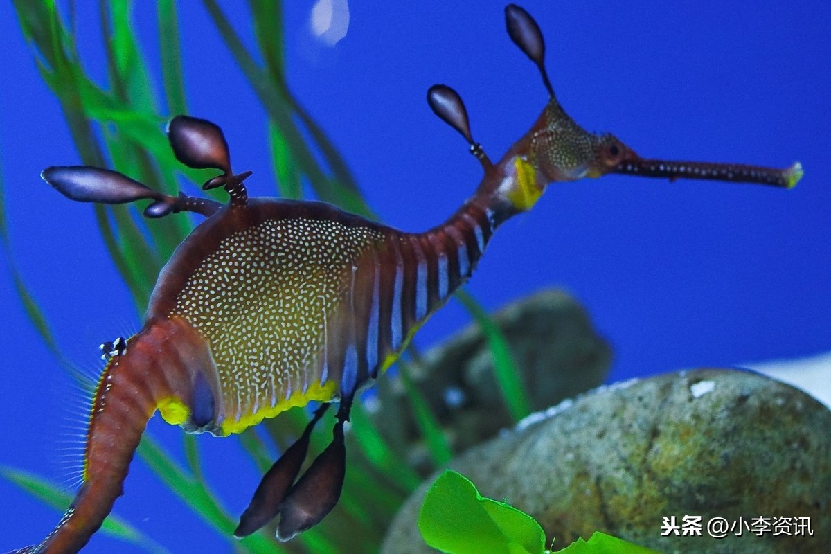 鱿鱼八爪鱼乌贼章鱼营养价值,鱼是营养丰富的海鲜