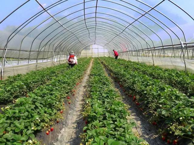 高架草莓与地栽草莓区别,地栽草莓与高架草莓的区别