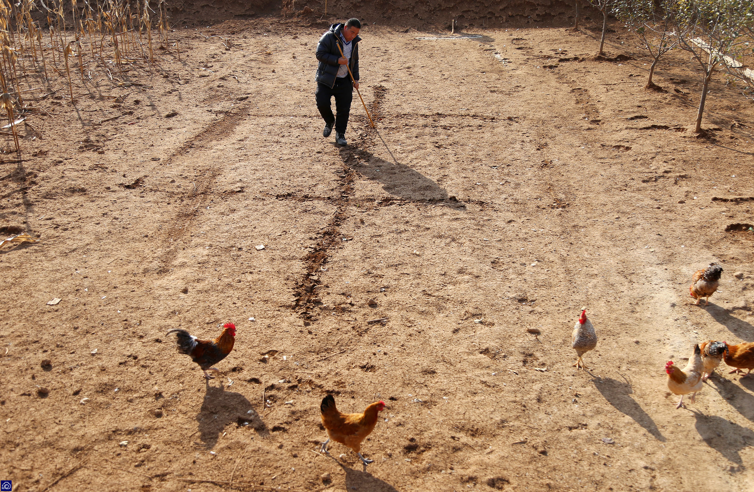 农村小伙养鸡仅用三招年赚百万,农村小伙子养鸡年收入240万你信吗
