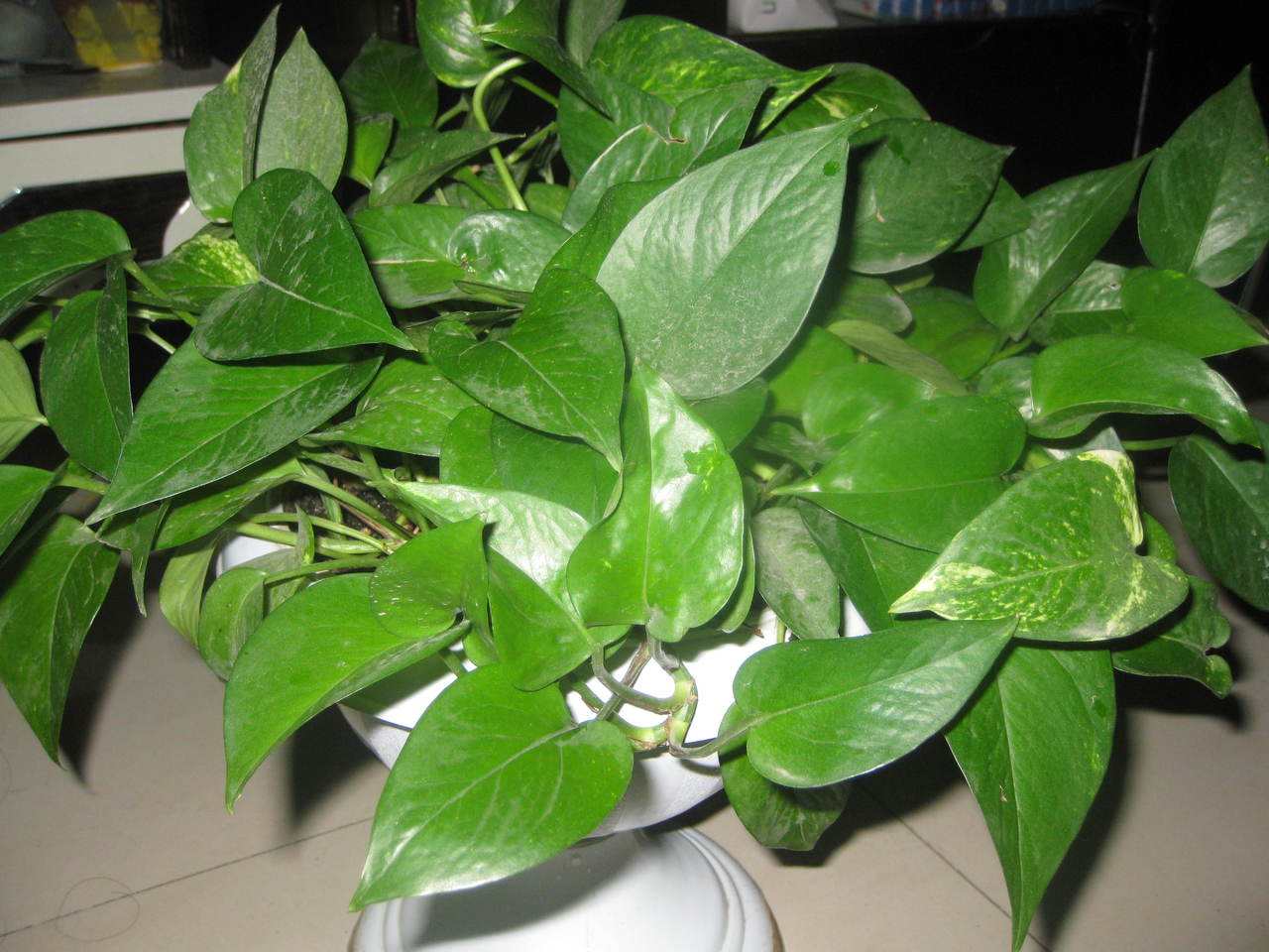 绿萝春季要黄叶,绿萝黄叶死养才能更旺盛