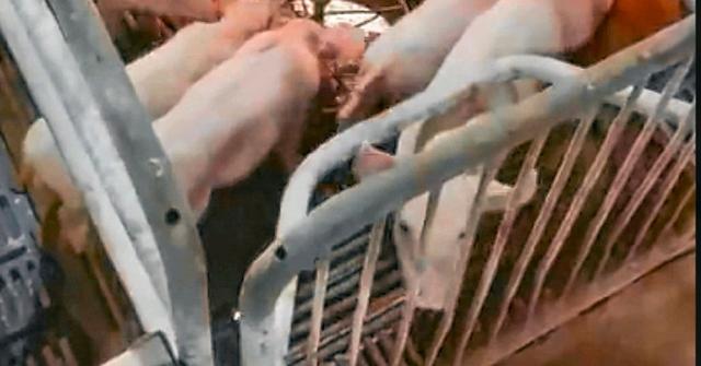 农村养猪可以小规模养殖吗,农场养鸡养殖前景