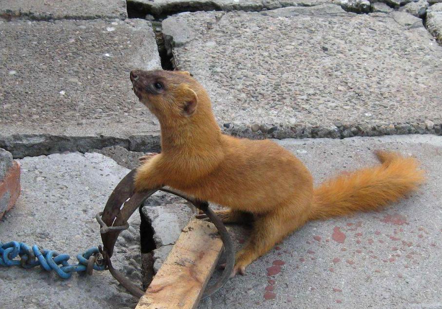 黄鼠狼偷鸡可以打死它吗,黄鼠狼偷鸡为什么不让管