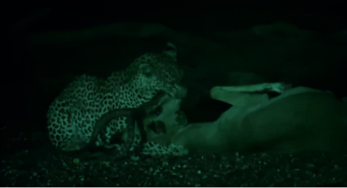 蜜獾两小时后继续享用毒蛇,蜜獾凶猛攻击人类