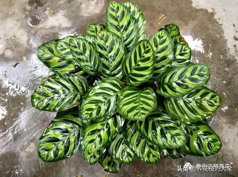 4种耐阴花好看好养活室内也能开,和绿萝长得很像耐阴的植物