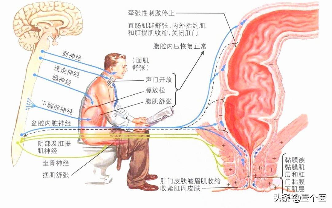 大便形成科普,大便呈球状是怎么回事?