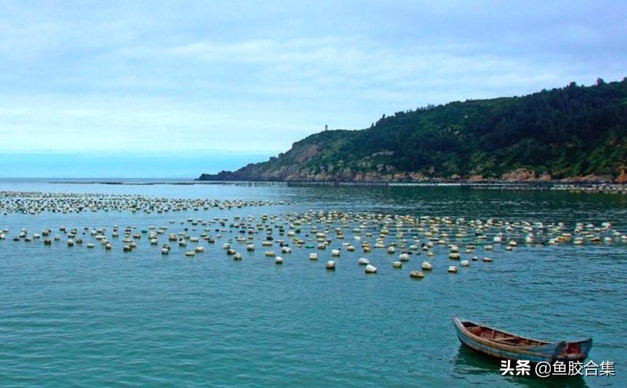 花胶主要产自哪里,国内花胶产地哪里最出名呢