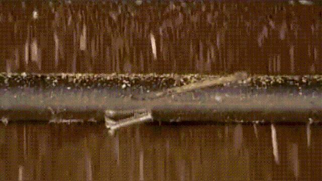 菜籽油是怎么榨出来的,菜籽榨出来怎么是绿色